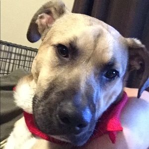 Meet your Posher, Josh